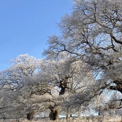 Richmond Park